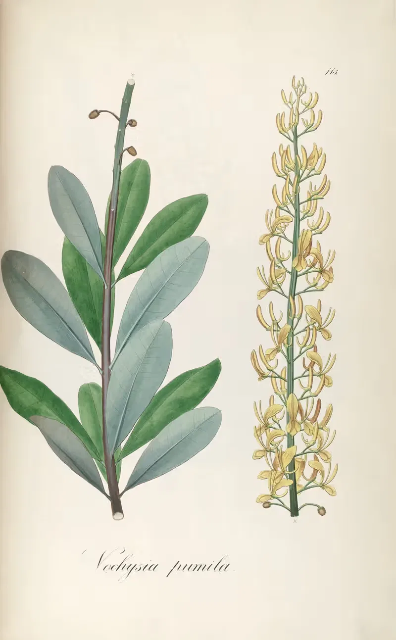 Vochysia pumila by Johann Baptist Emanuel Pohl, 1827 — digital art print download