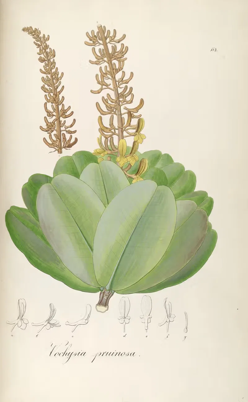 Vochysia pruinosa by Johann Baptist Emanuel Pohl, 1827 — digital art print download