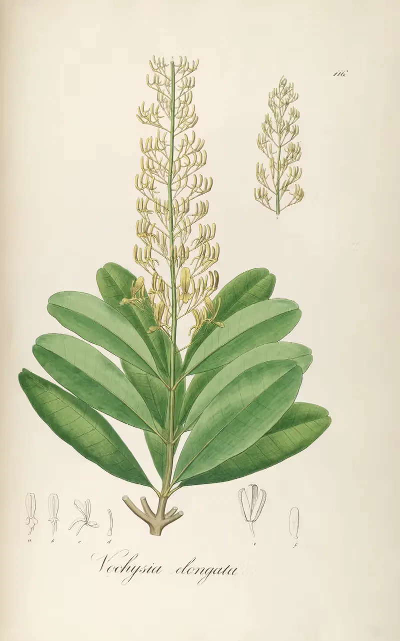 Vochysia elongata by Johann Baptist Emanuel Pohl, 1827 — digital art print download
