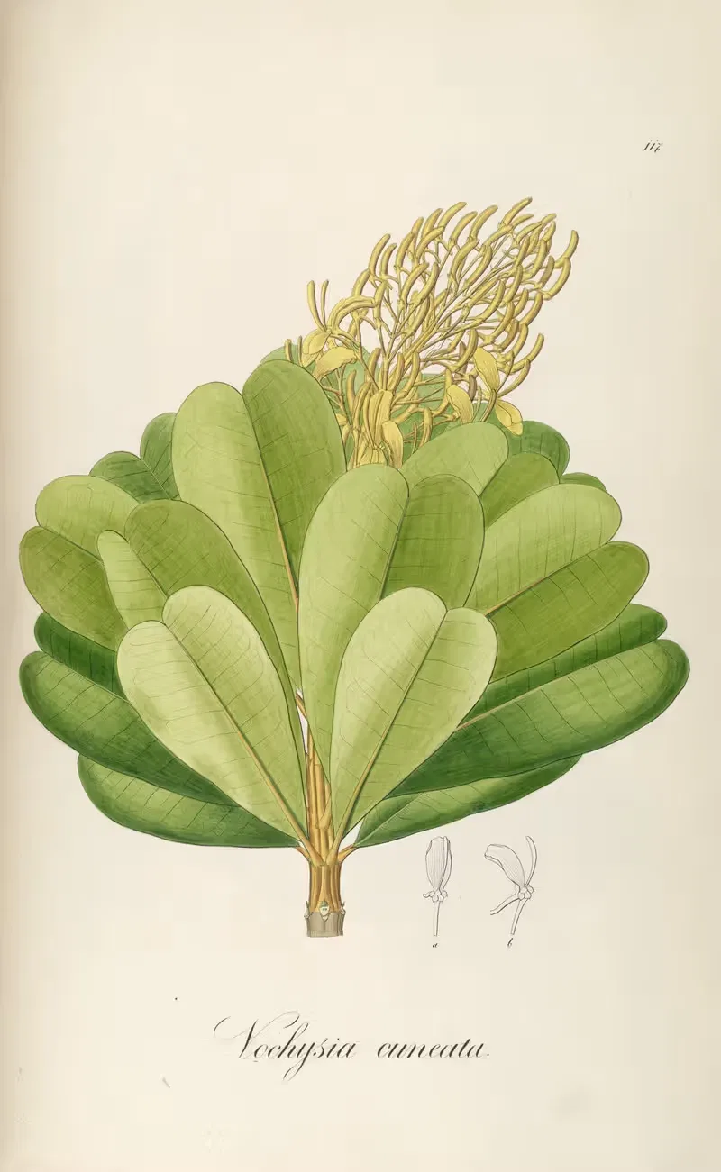 Vochysia cuneata by Johann Baptist Emanuel Pohl, 1827 — digital art print download