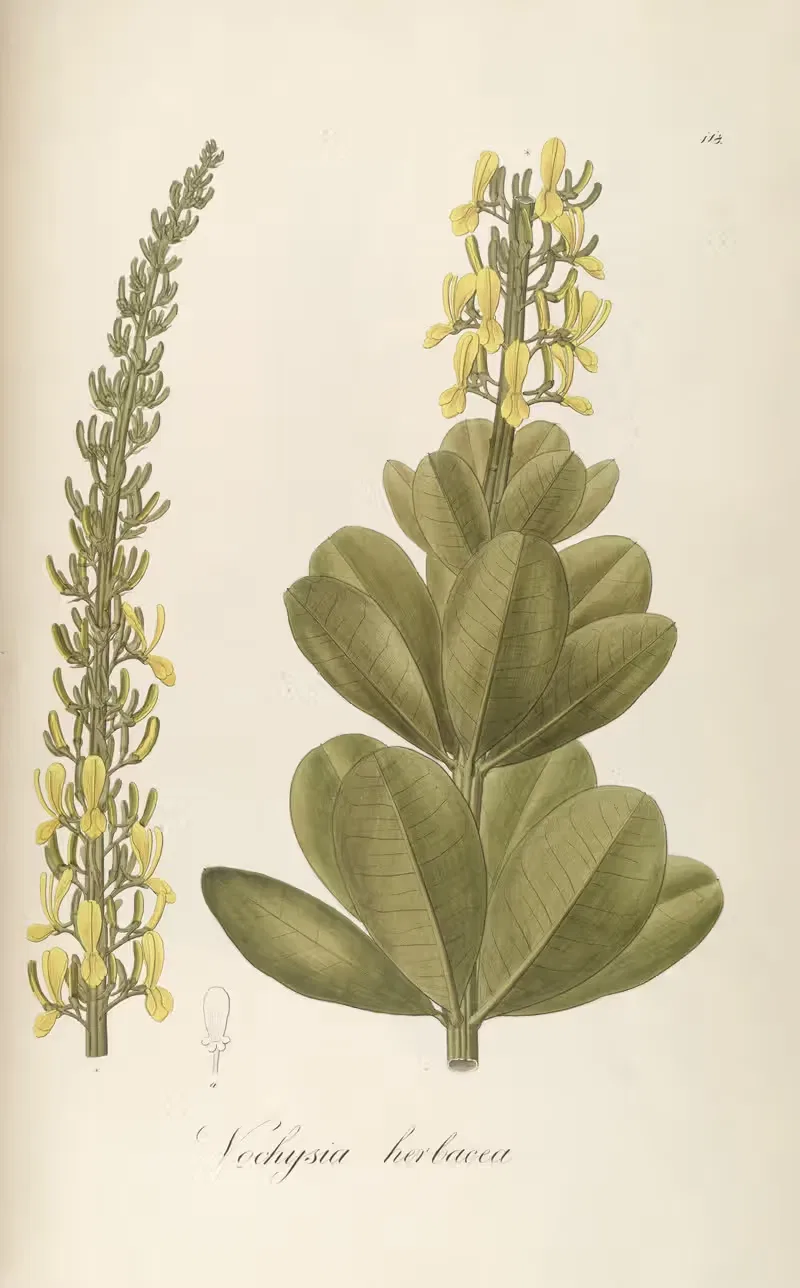 Vochysia herbacea by Johann Baptist Emanuel Pohl, 1827 — digital art print download