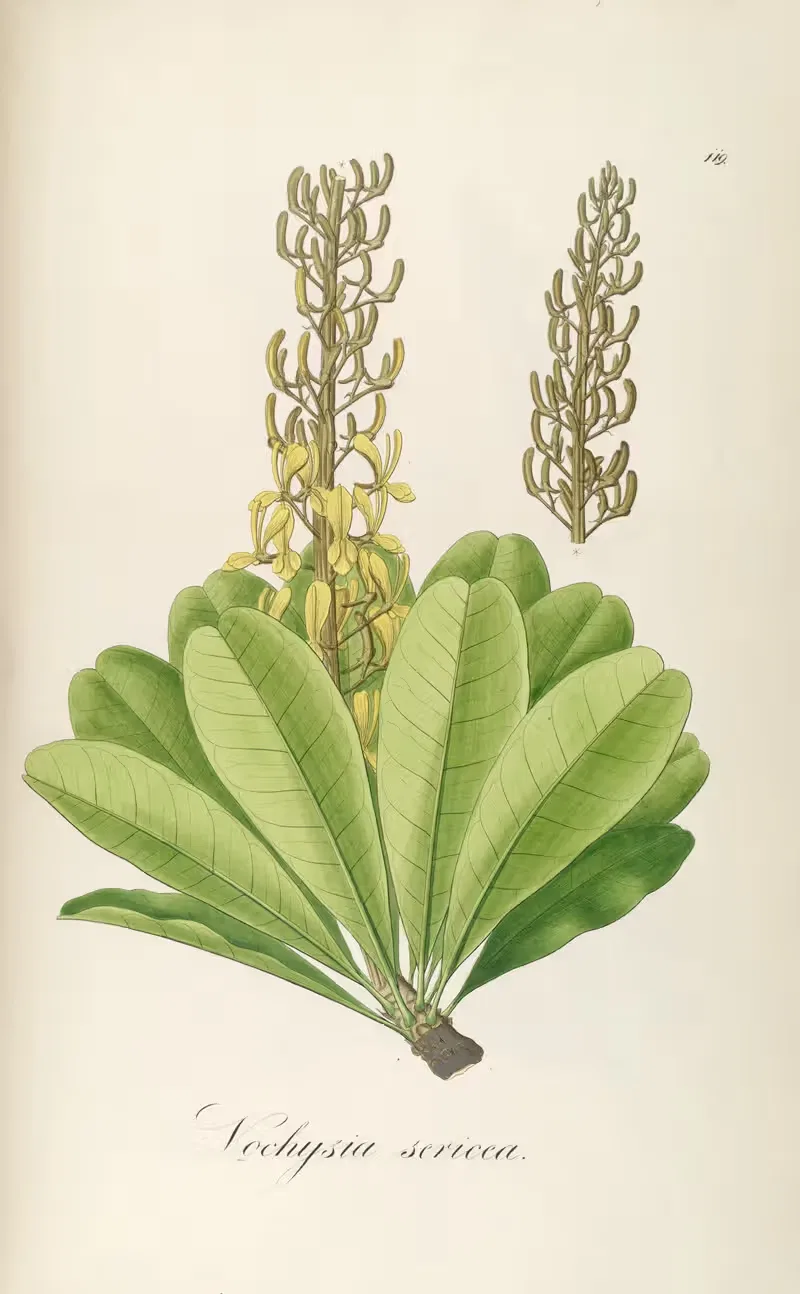 Vochysia sericea by Johann Baptist Emanuel Pohl, 1827 — digital art print download