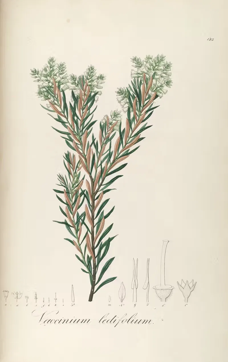 Vaccinium montanum by Johann Baptist Emanuel Pohl, 1827 — digital art print download