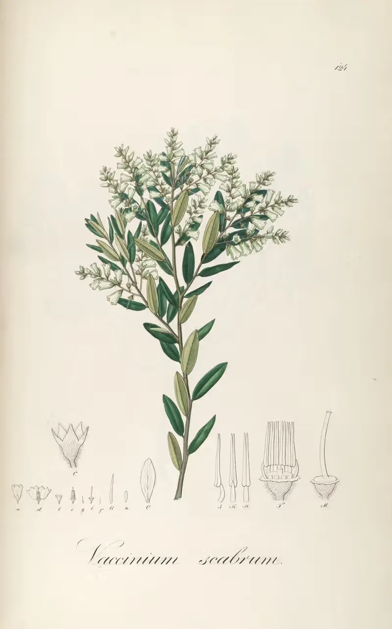 Vaccinium scabrum by Johann Baptist Emanuel Pohl, 1827 — digital art print download