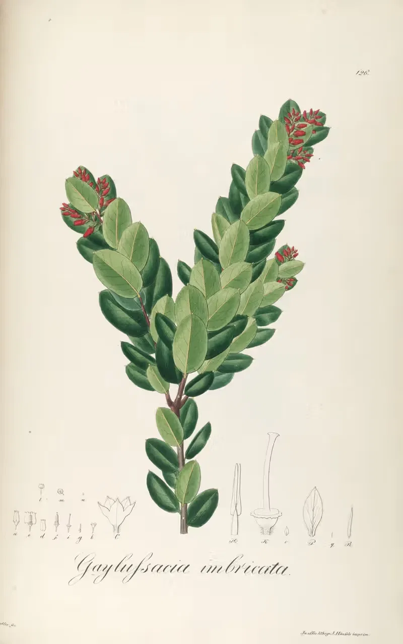 Gaylussacia imbricata — Johann Baptist Emanuel Pohl