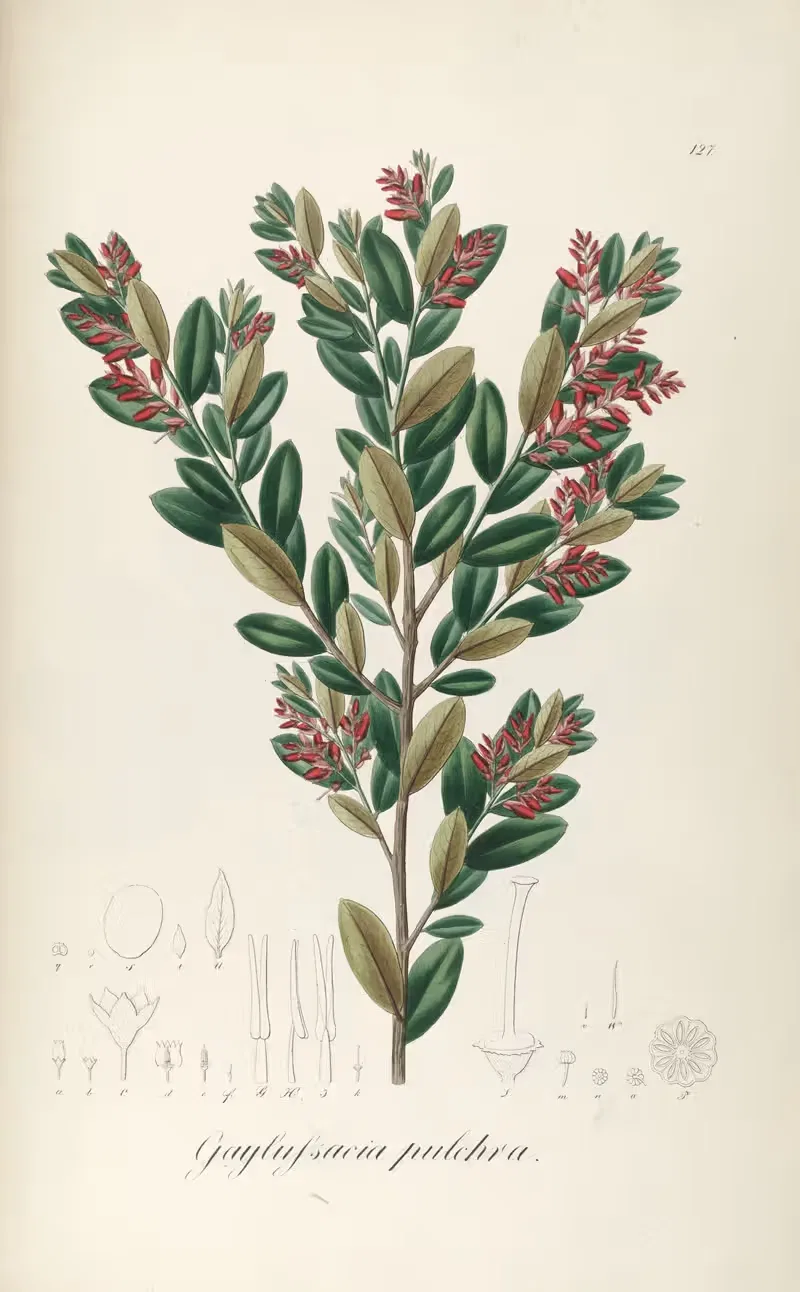 Gaylussacia pulchra — Johann Baptist Emanuel Pohl