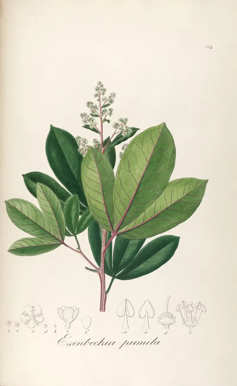 Esenbeckia pumila by Johann Baptist Emanuel Pohl, 1827 — digital art print download