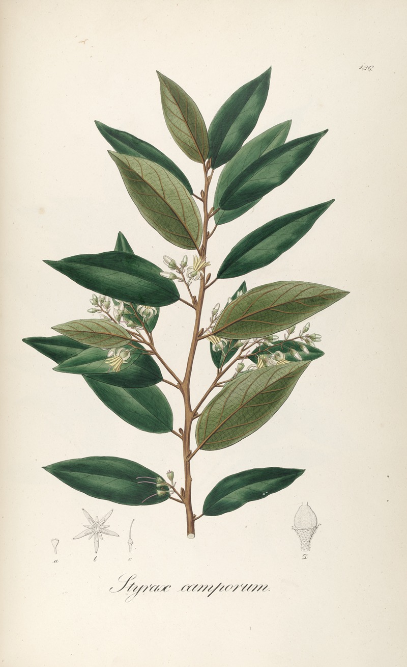Styrax camporum by Johann Baptist Emanuel Pohl, 1827 — digital art print download