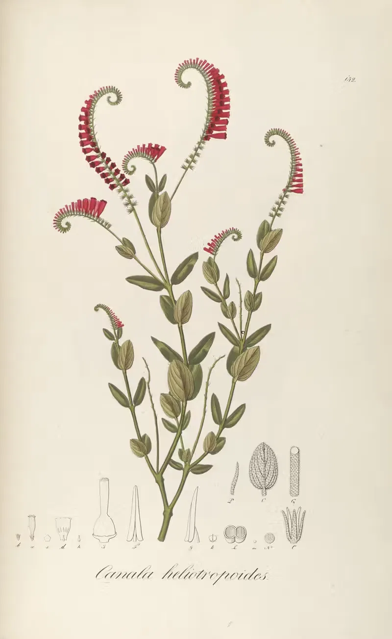 Canala heliotropioides by Johann Baptist Emanuel Pohl, 1827 — digital art print download