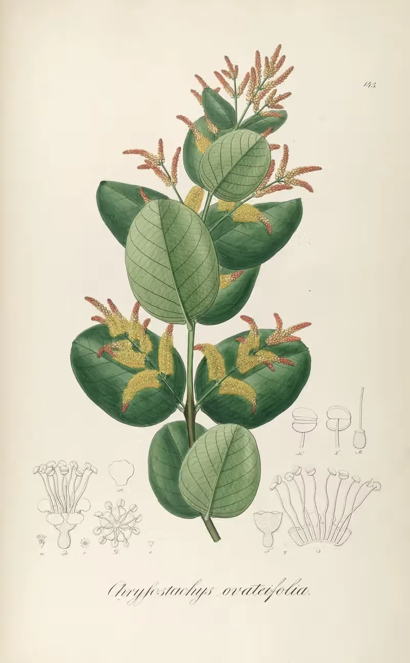 Chrysostachys ovatifolia by Johann Baptist Emanuel Pohl, 1827 — digital art print download