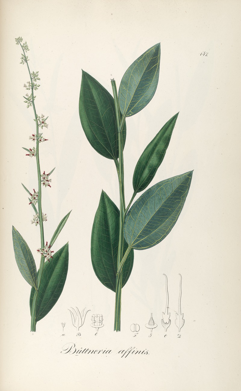 Byttneria affinis by Johann Baptist Emanuel Pohl, 1827 — digital art print download
