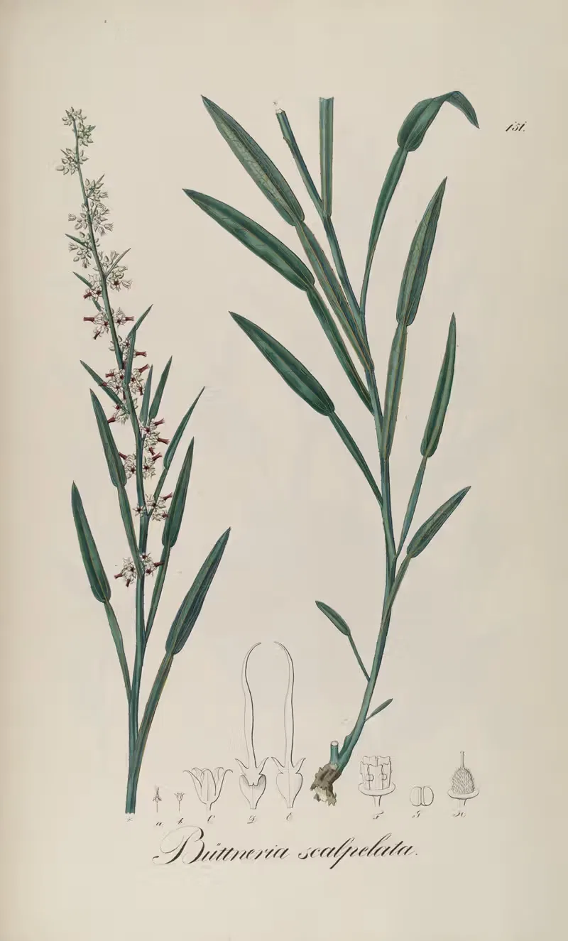 Byttneria scalpellata by Johann Baptist Emanuel Pohl, 1827 — digital art print download