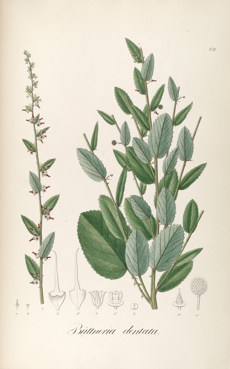 Byttneria dentata by Johann Baptist Emanuel Pohl, 1827 — digital art print download