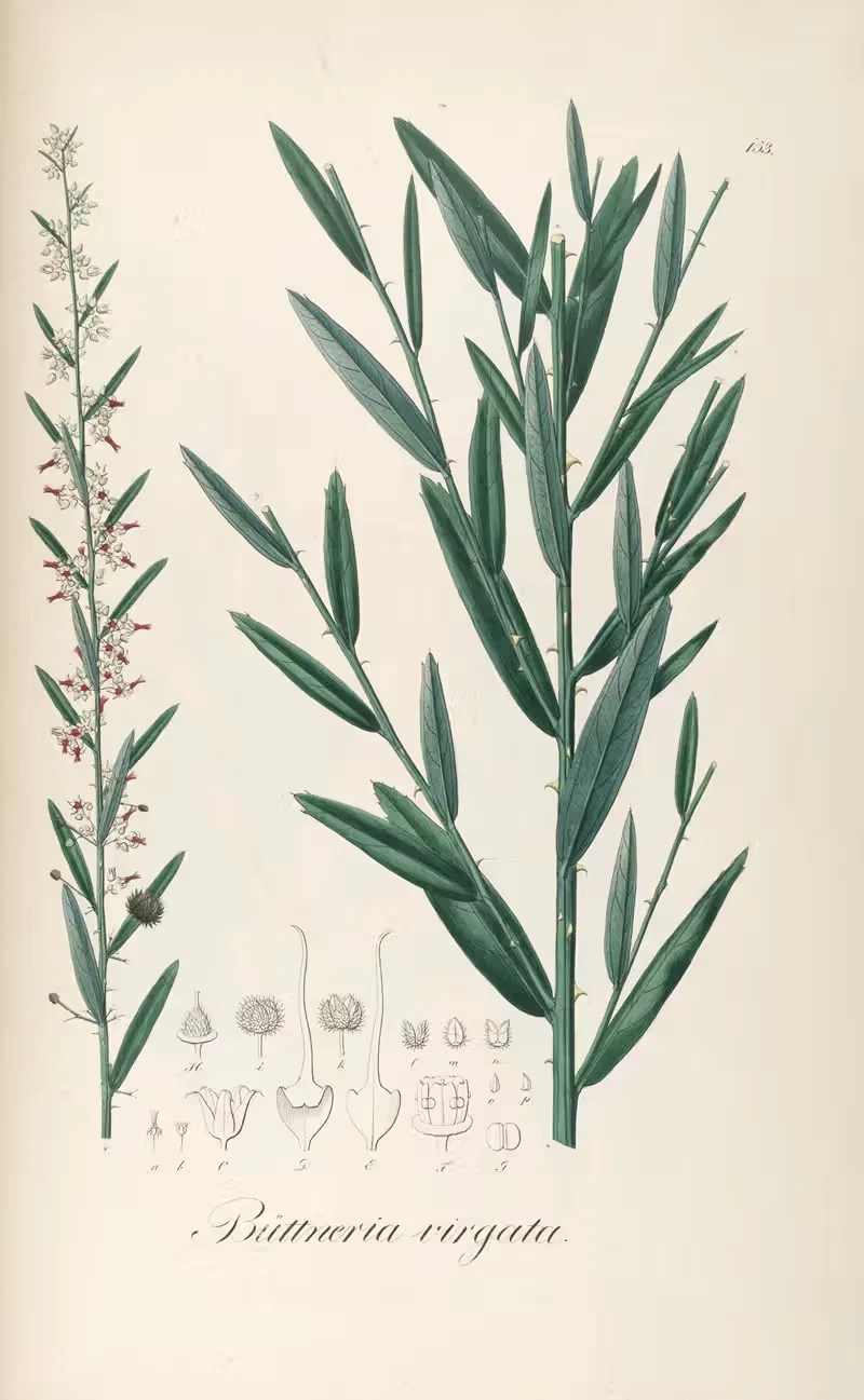 Byttneria virgata by Johann Baptist Emanuel Pohl, 1827 — digital art print download