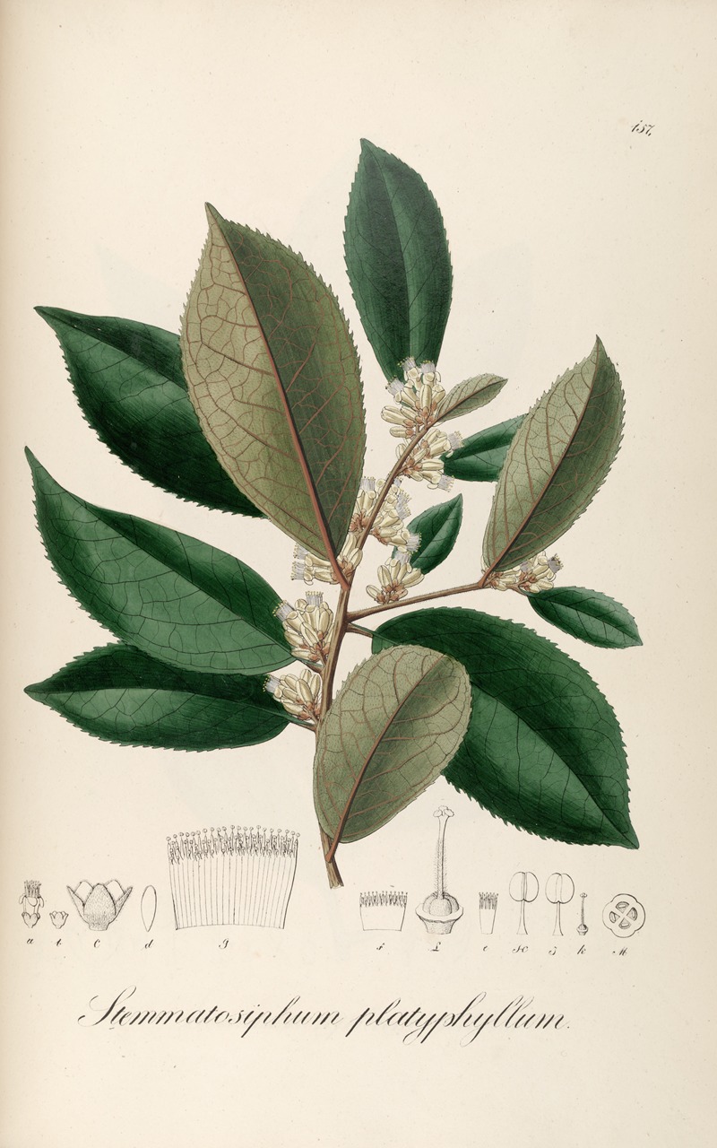 Stemmatosiphum platyphyllum by Johann Baptist Emanuel Pohl, 1827 — digital art print download