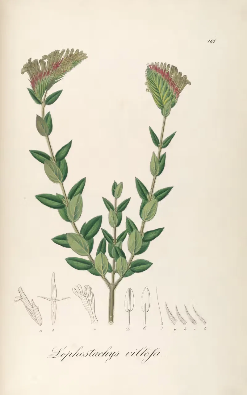 Lophostachys villosa — Johann Baptist Emanuel Pohl