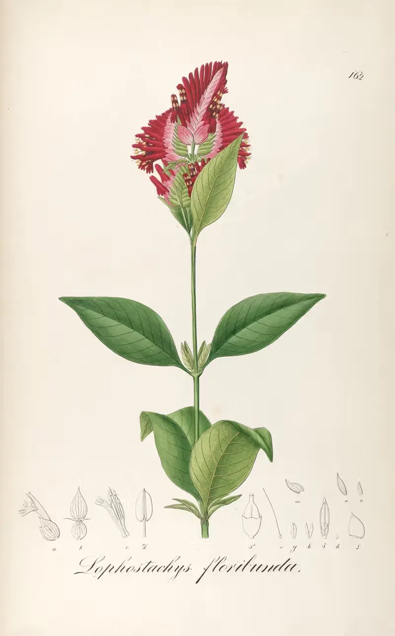Lophostachys floribunda by Johann Baptist Emanuel Pohl, 1827 — digital art print download