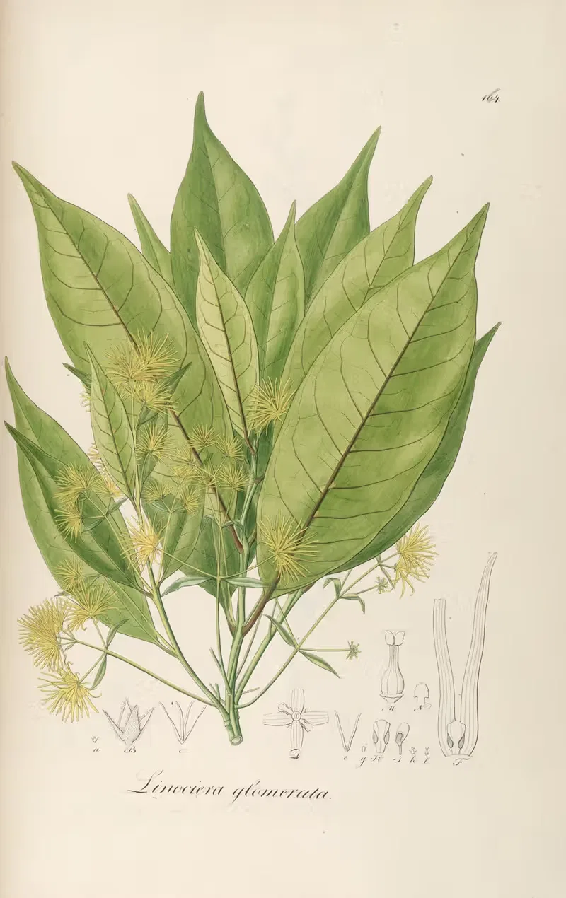 Linociera glomerata by Johann Baptist Emanuel Pohl, 1827 — digital art print download