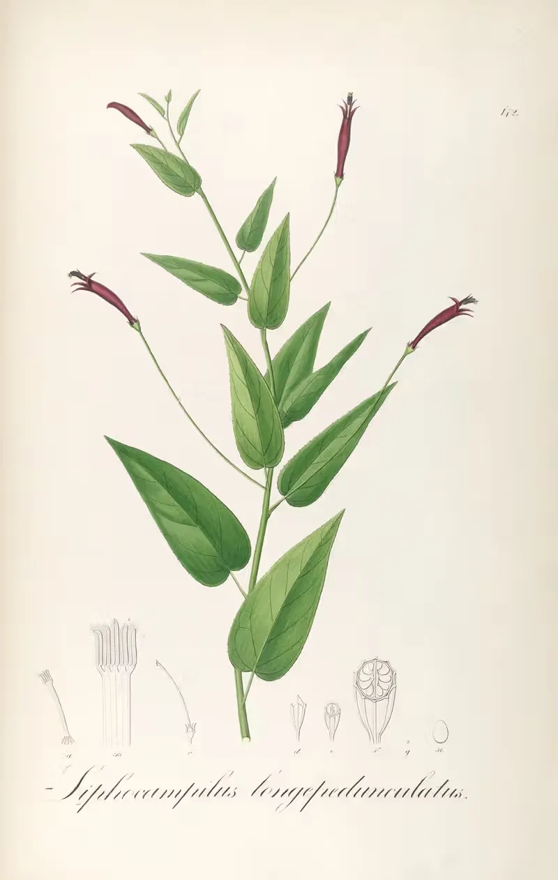 Siphocampylus longepedunculatus by Johann Baptist Emanuel Pohl, 1827 — digital art print download