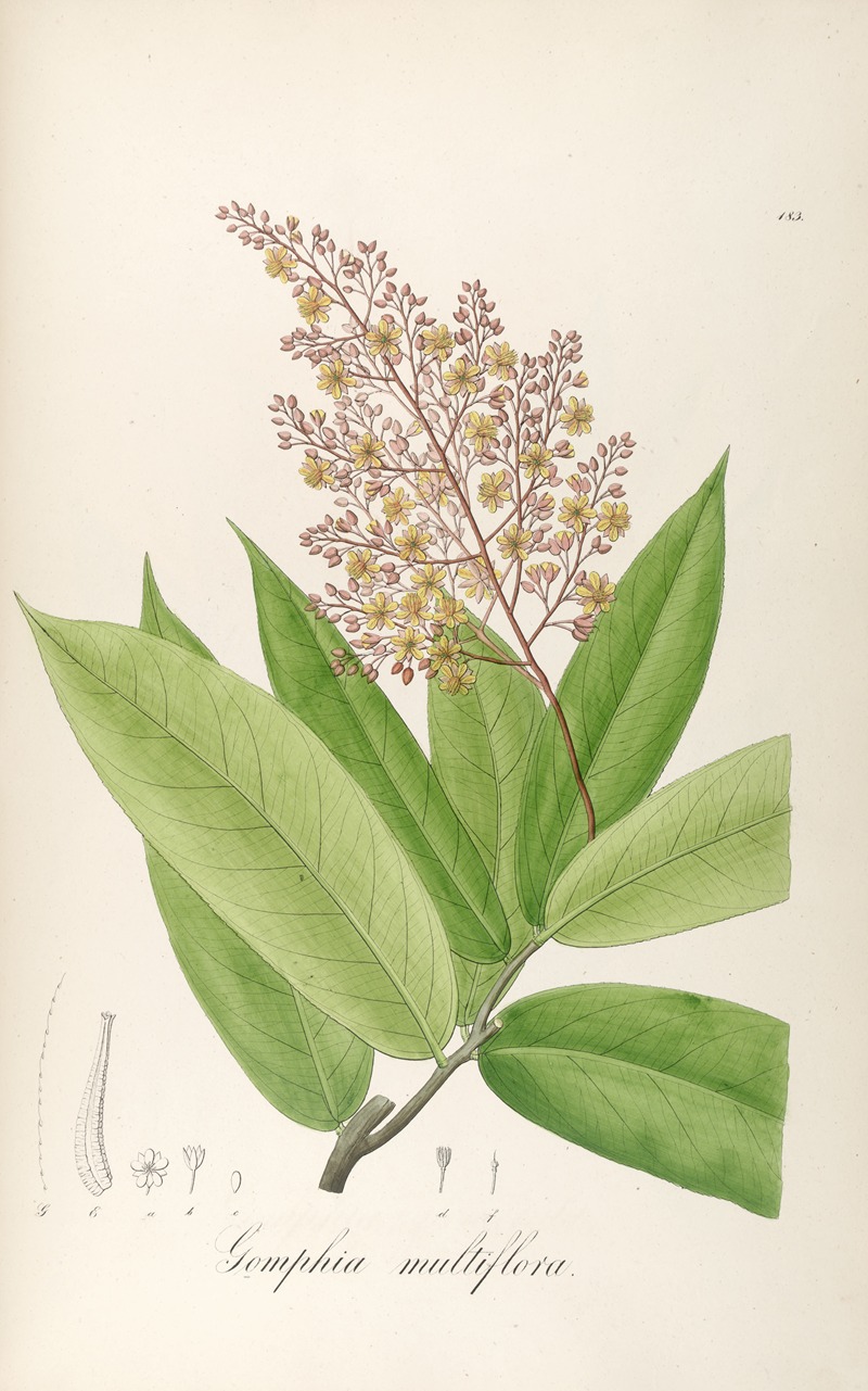 Gomphia multiflora by Johann Baptist Emanuel Pohl, 1827 — digital art print download