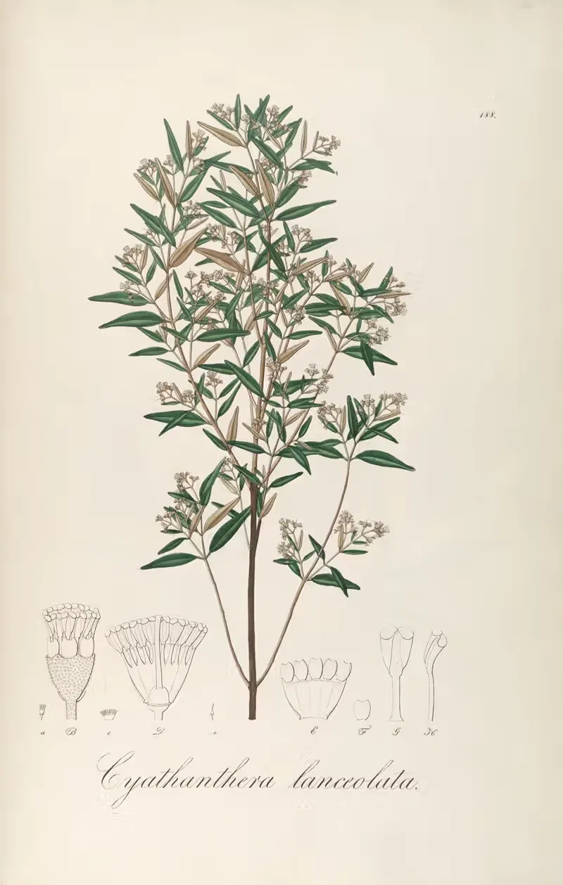 Cyathanthera lanceolata by Johann Baptist Emanuel Pohl, 1827 — digital art print download