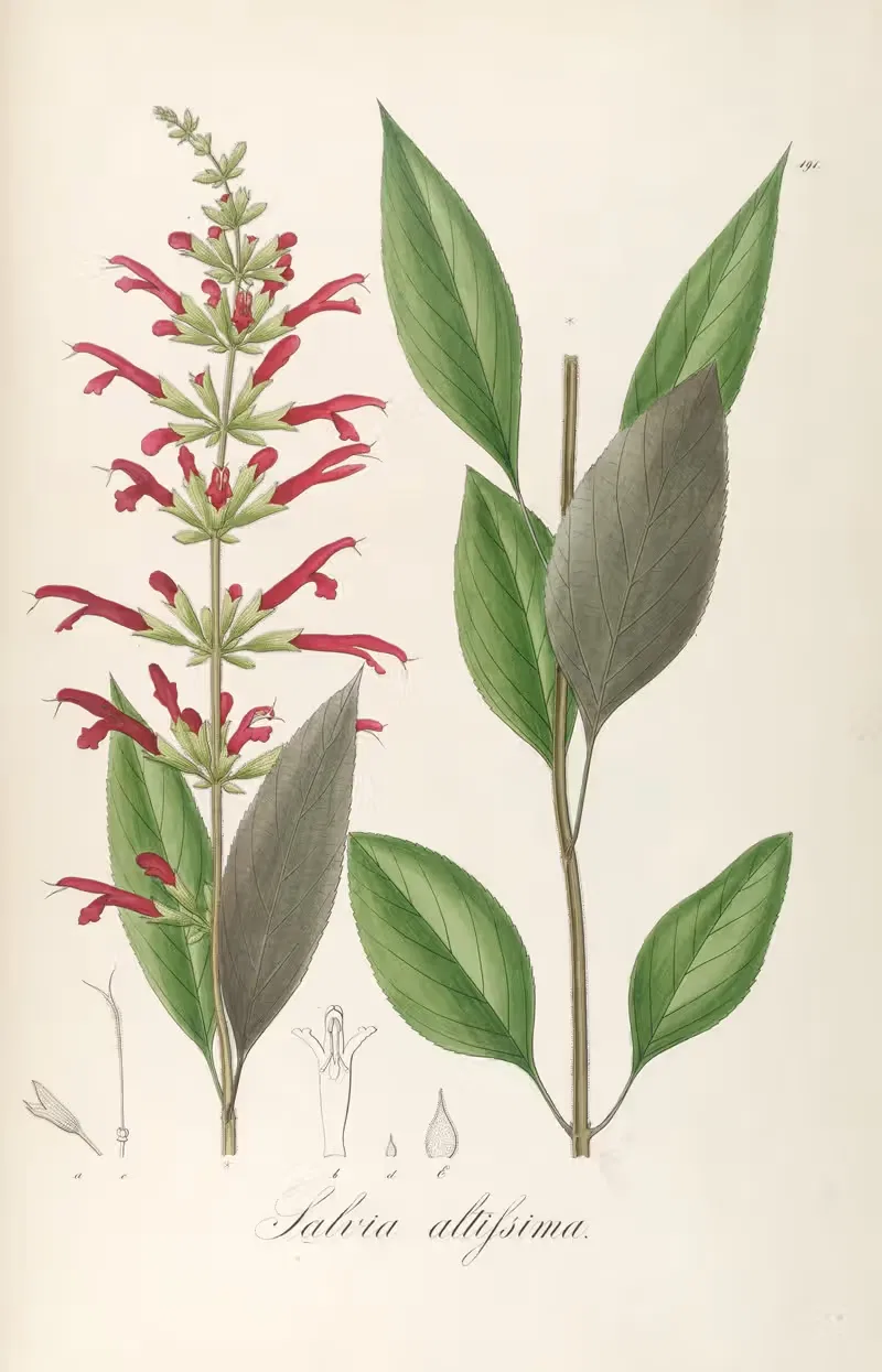 Salvia altissima by Johann Baptist Emanuel Pohl, 1827 — digital art print download