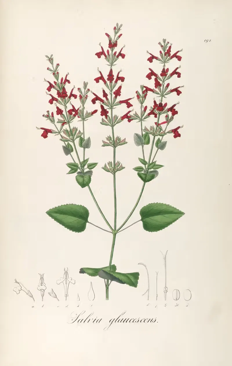 Salvia glaucescens by Johann Baptist Emanuel Pohl, 1827 — digital art print download