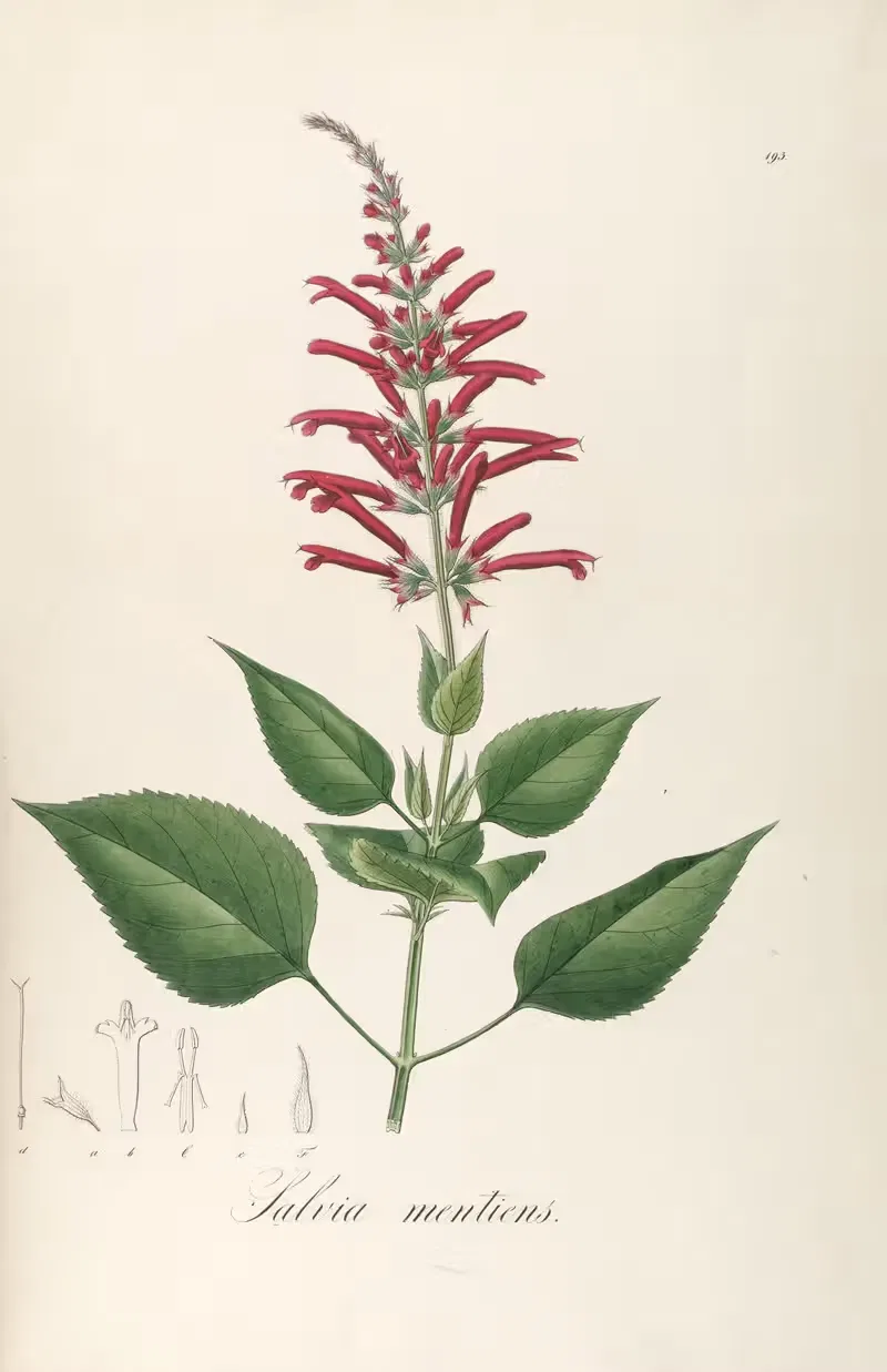 Salvia mentiens by Johann Baptist Emanuel Pohl, 1827 — digital art print download