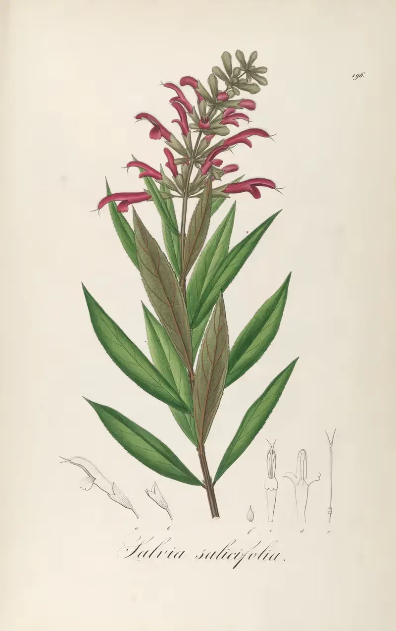 Salvia salicifolia by Johann Baptist Emanuel Pohl, 1827 — digital art print download