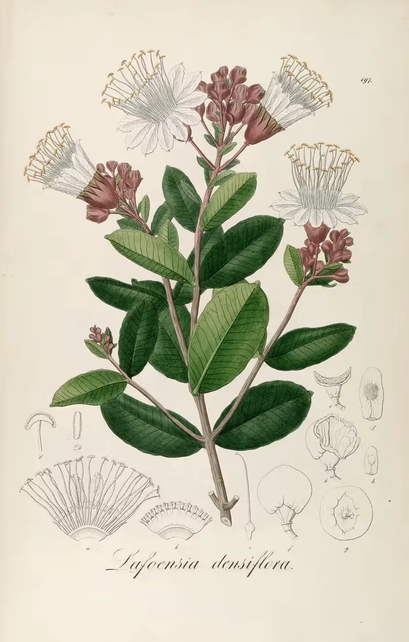 Lafoensia densiflora by Johann Baptist Emanuel Pohl, 1827 — digital art print download
