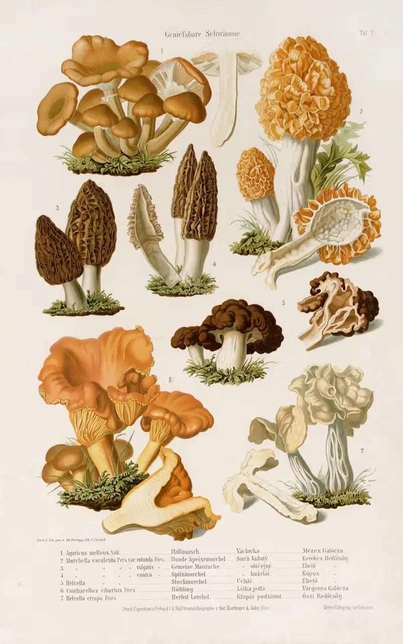 Edible Mushrooms Pl.2 by Kreisel & Gröger — digital art print download