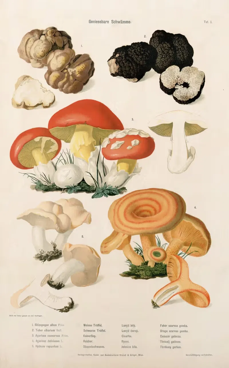 Edible Mushrooms Pl.3 by Kreisel & Gröger — digital art print download