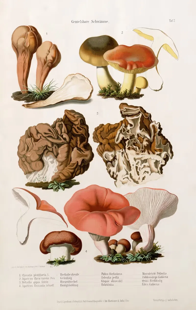 Edible Mushrooms Pl.7 by Kreisel & Gröger — digital art print download