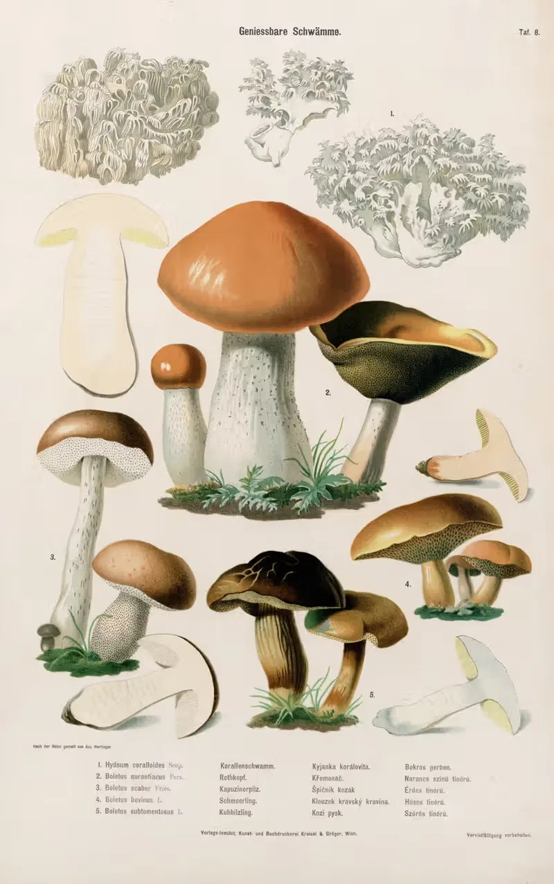 Edible Mushrooms Pl.8 by Kreisel & Gröger — digital art print download