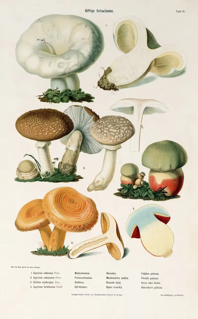 Poisonous Mushrooms Pl.10 by Kreisel & Gröger — digital art print download