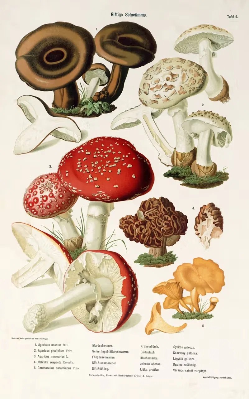 Poisonous Mushrooms Pl.9 by Kreisel & Gröger — digital art print download