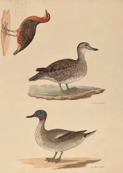 A sort of Partridge, Female Teal, Male Teal by Miss Gough, 1840-1843 — digital art print download