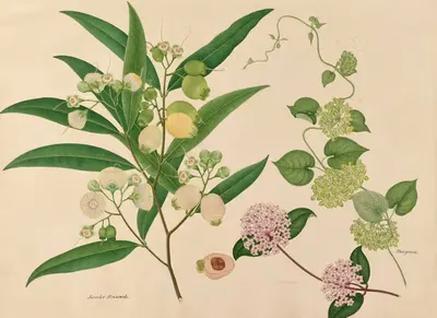 Jambo Ruzado. Hoya Carnosa. Tonquin by Miss Gough, 1840-1843 — digital art print download