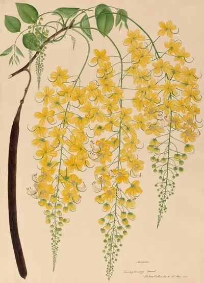 Accasia. Surray Connay. Tamil by Miss Gough, 1840-1843 — digital art print download