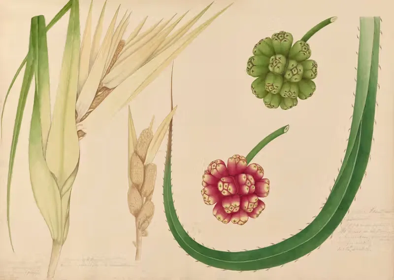 Caldeira Flower, Caldeira by Miss Gough, 1840-1843 — digital art print download