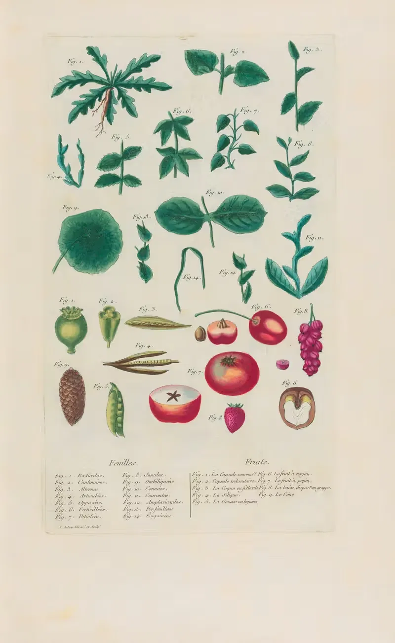 Feuilles and Fruits by Pierre Philippe Alyon, 1787 — digital art print download