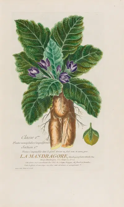 La Mandragore by Pierre Philippe Alyon, 1787 — digital art print download