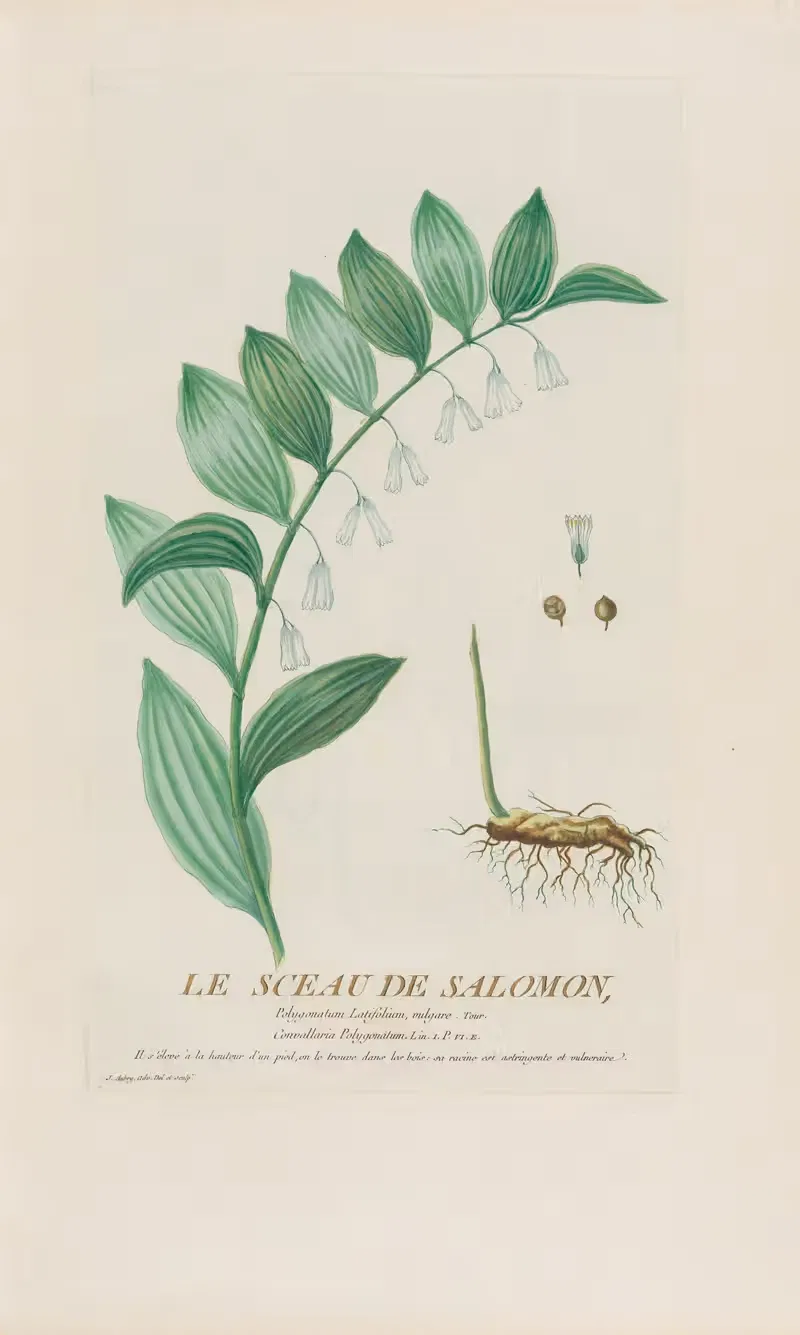 Le Sceau De Salomon by Pierre Philippe Alyon, 1787 — digital art print download