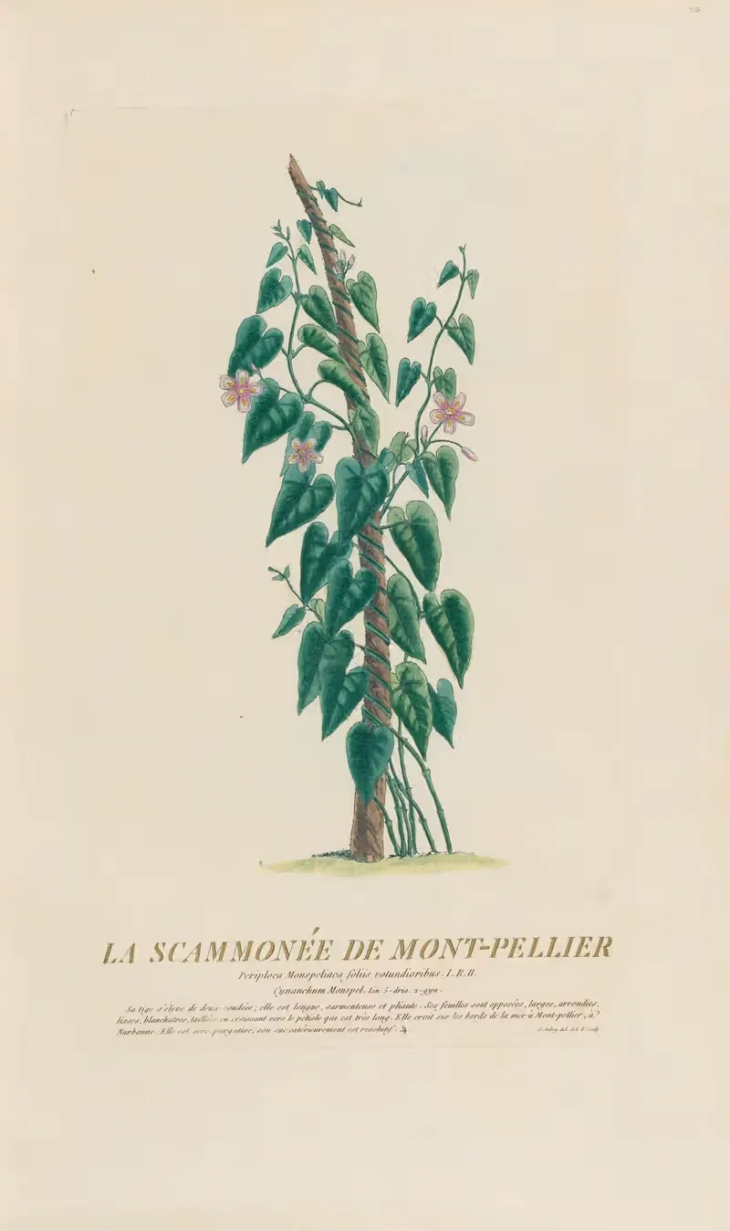 La Scammonée De Mont-Pellier by Pierre Philippe Alyon, 1787 — digital art print download