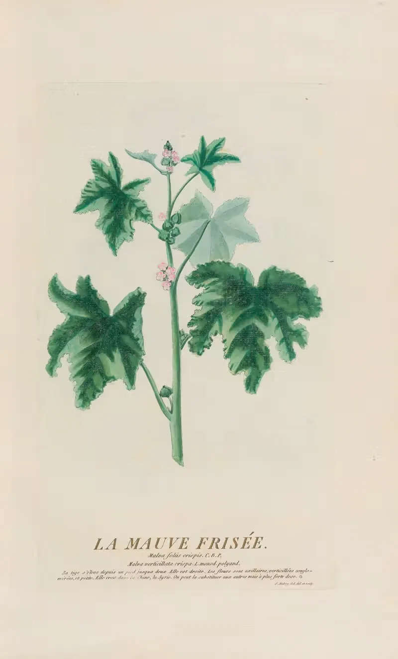 La Mauve Frisée by Pierre Philippe Alyon, 1787 — digital art print download