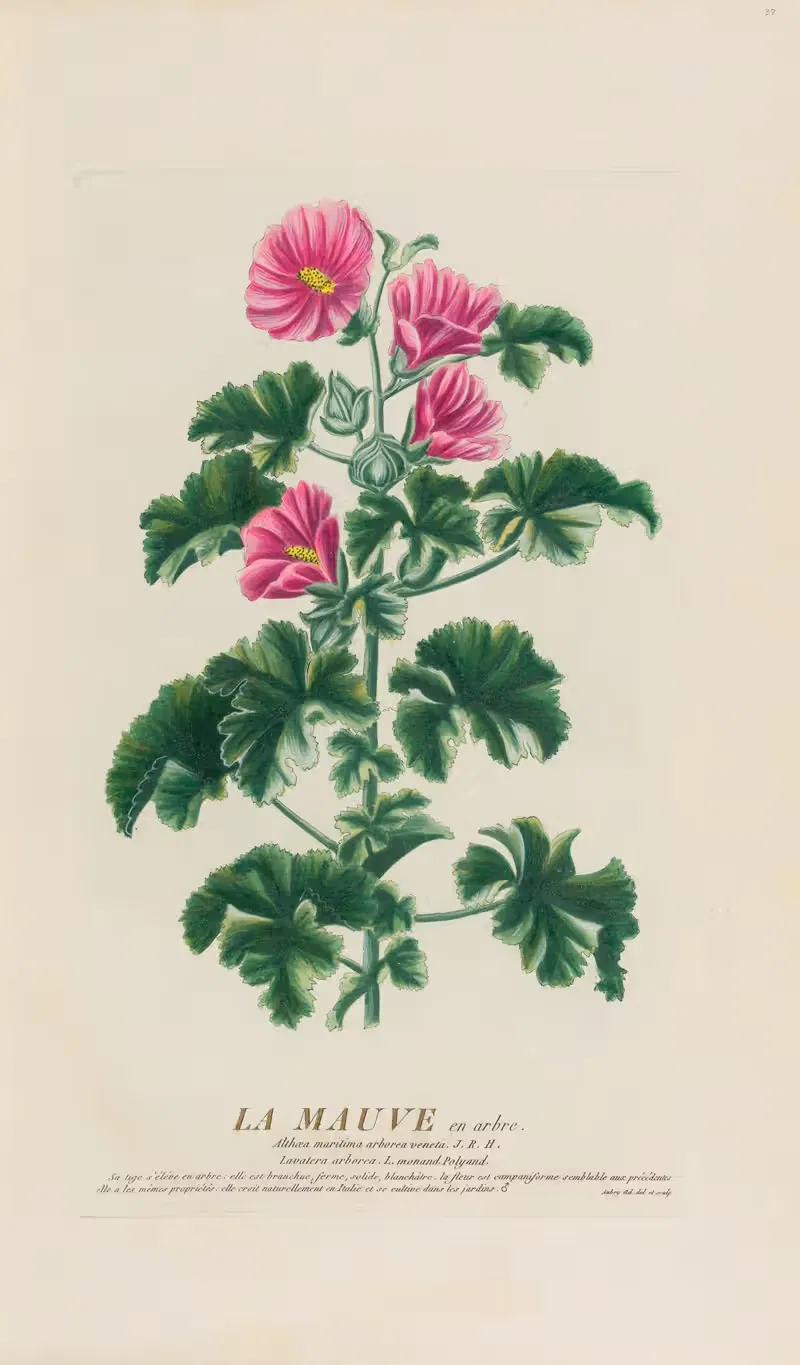 La Mauve en arbre by Pierre Philippe Alyon, 1787 — digital art print download