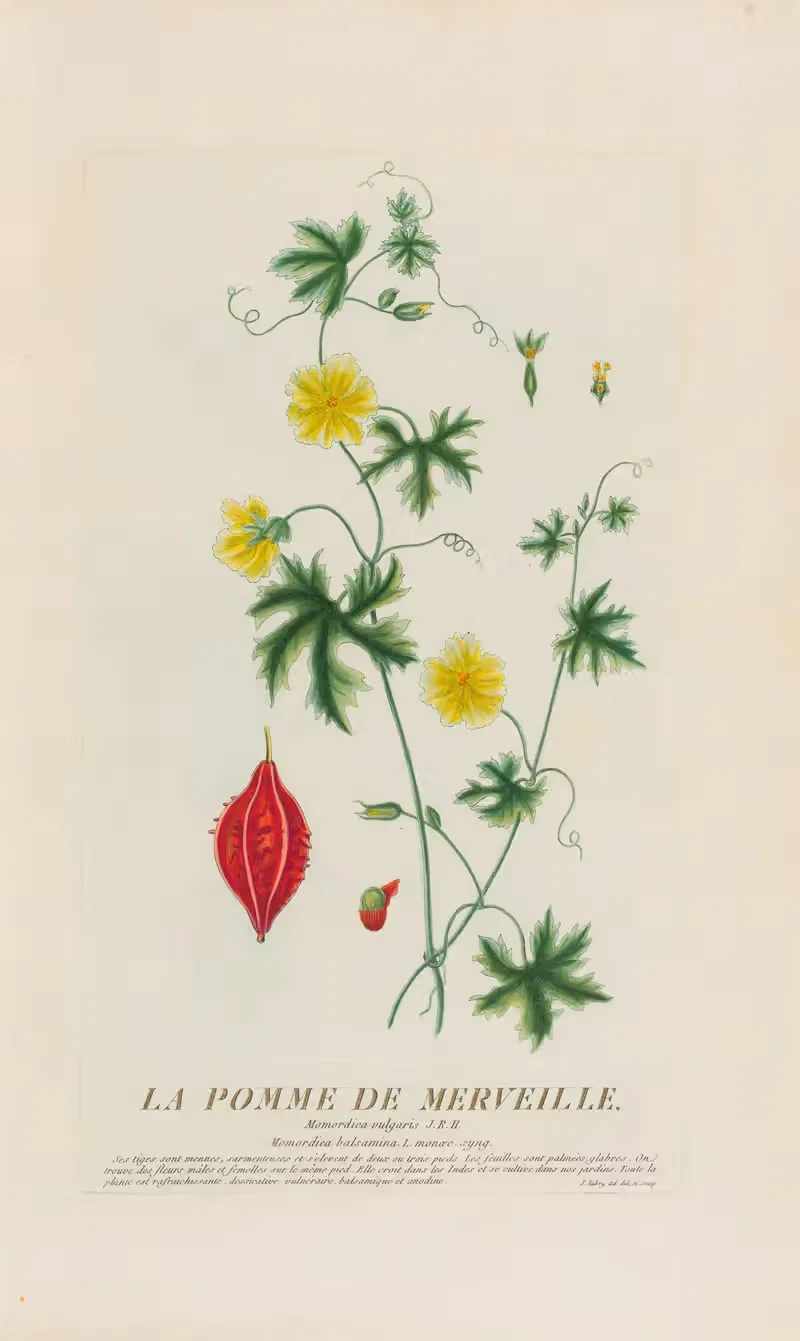 La Pomme De Merveille by Pierre Philippe Alyon, 1787 — digital art print download