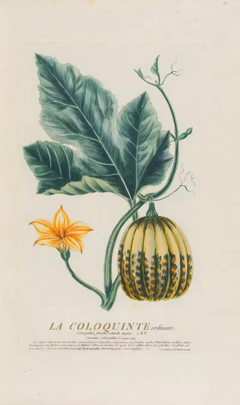 La Coloquinte ordinaire by Pierre Philippe Alyon, 1787 — digital art print download