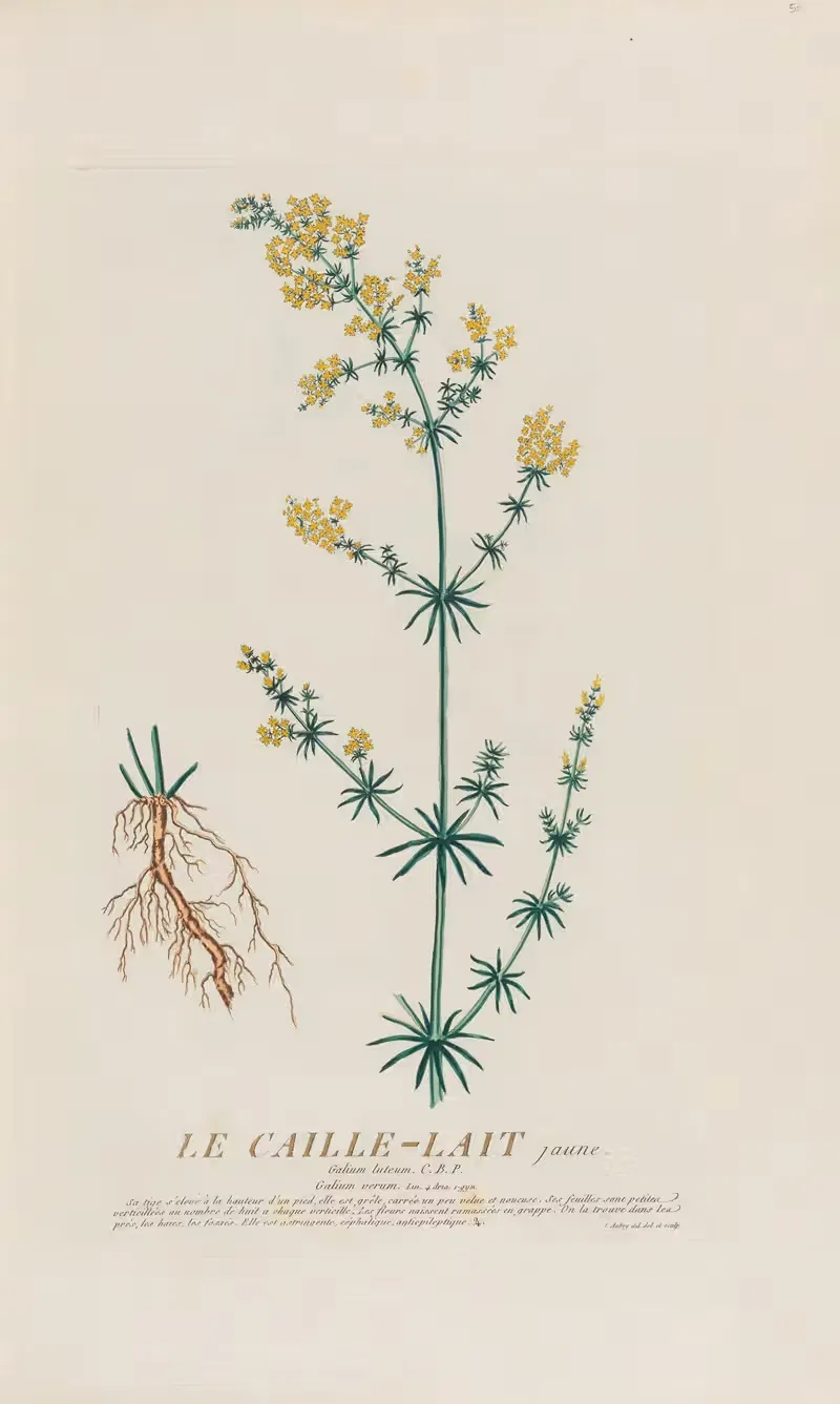 Le Caille-Lait jaune by Pierre Philippe Alyon, 1787 — digital art print download