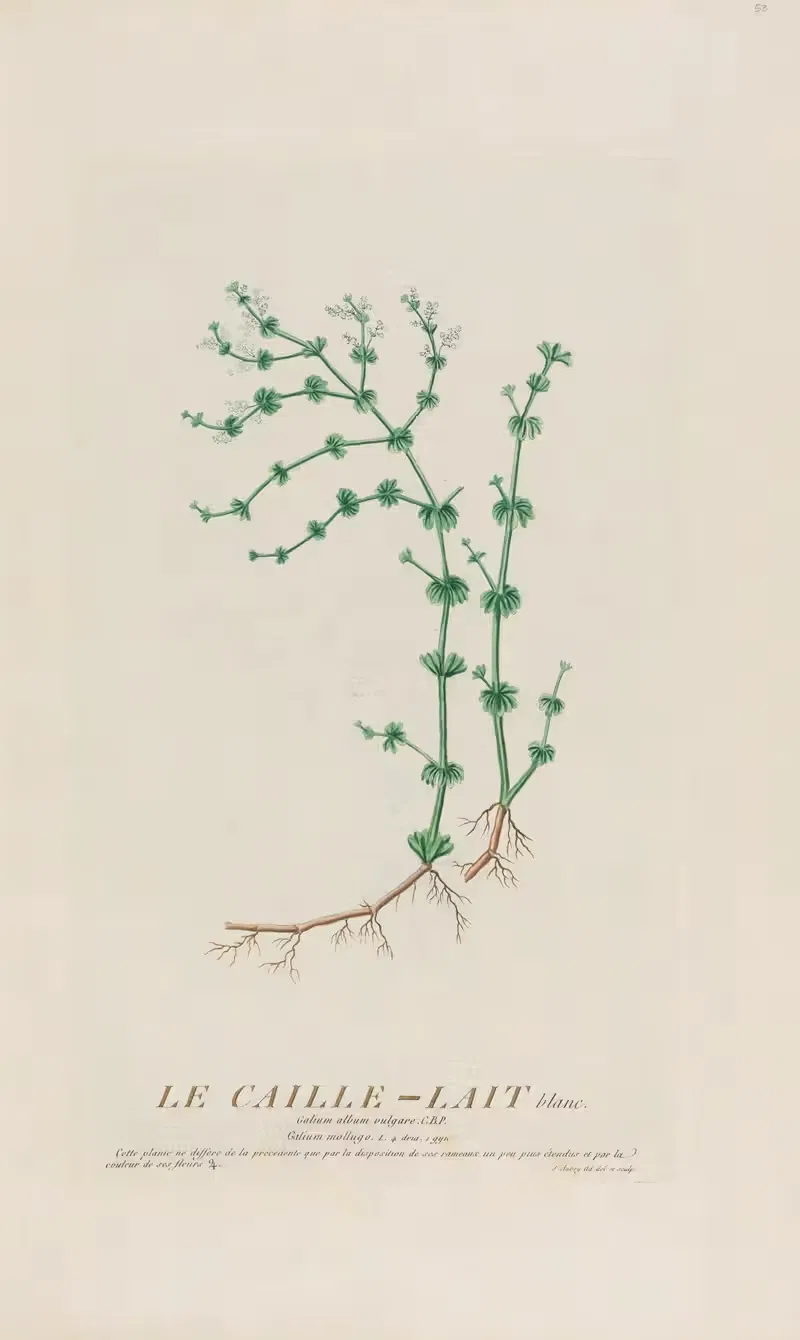 Le Caille-Lait blanc by Pierre Philippe Alyon, 1787 — digital art print download